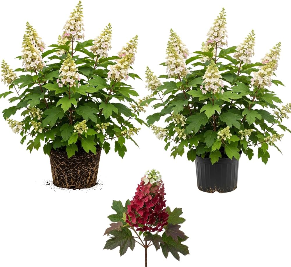 2 Ruby Slipper Oakleaf Hydrangea Live Plants, 4 Inch Pot, 12-18 Inch Tall Deciduous Shrub for Home Landscape and Borders