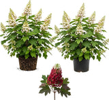 2 Ruby Slipper Oakleaf Hydrangea Live Plants, 4 Inch Pot, 12-18 Inch Tall Deciduous Shrub for Home Landscape and Borders