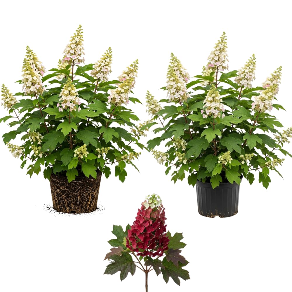 2 Oakleaf Hydrangea Tree Plant Live, Quercifolia Hydrangea, 4 Inch Pot, 12-18 Inch Tall Deciduous Shrub for Home Landscape and Borders