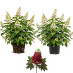 2 Oakleaf Hydrangea Tree Plant Live, Quercifolia Hydrangea, 4 Inch Pot, 12-18 Inch Tall Deciduous Shrub for Home Landscape and Borders