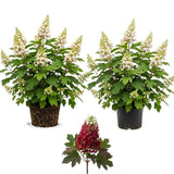 2 Oakleaf Hydrangea Tree Plant Live, Quercifolia Hydrangea, 4 Inch Pot, 12-18 Inch Tall Deciduous Shrub for Home Landscape and Borders