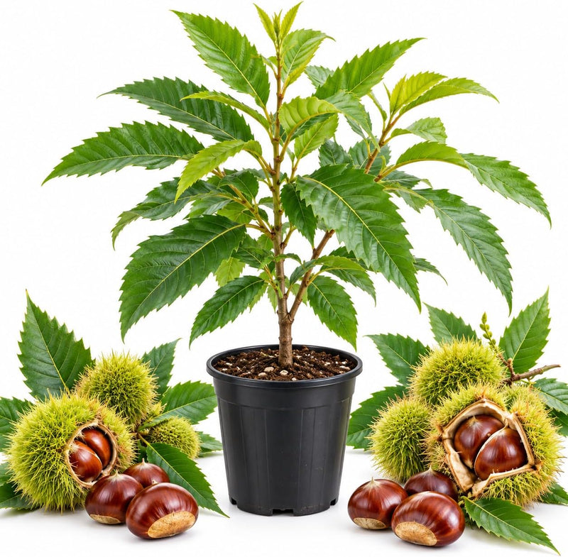 Chinese Chestnut Tree in 4" Pot, Vigorous Growing Shade Tree, Hardy Nut Plant for Home Landscape