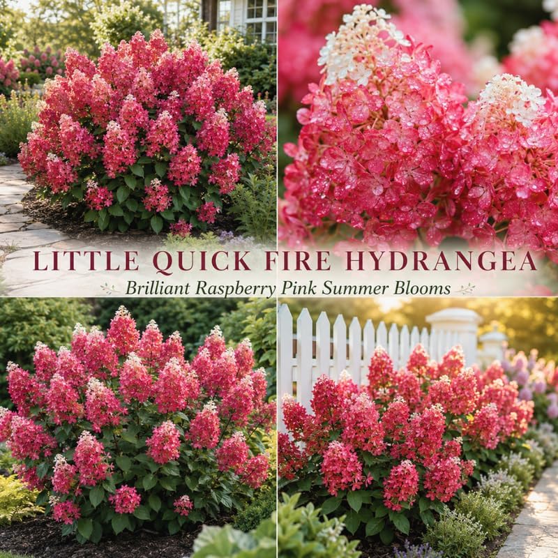 Little Quick Fire Hydrangea Plants Live, Live Hydrangea Plant in Quart Pot, Well-Rooted Cold-Hardy Shrub, Two-Toned Blooms for Gardens