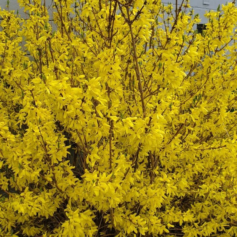 Lynwood Gold Forsythia Live Plant | 2.5-Inch Pot | Forsythia Bush Plant for Outdoor Growing | Ideal for Garden Planting and Landscape Use