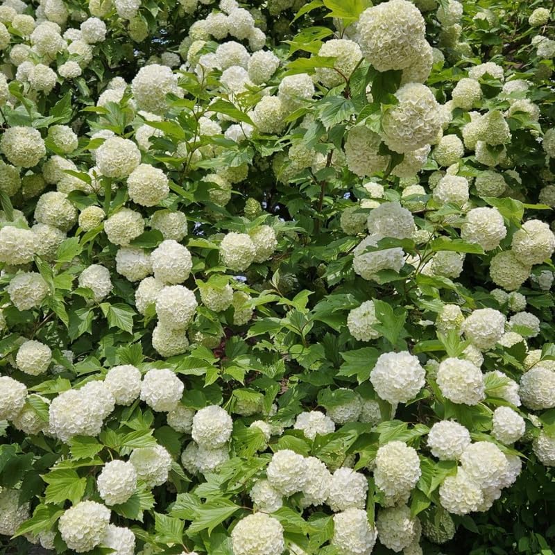 2 Snowball Bush Live Plants | Japanese Snowball Bush Live Plant for Outdoor Growing | 1–2 Feet Tall Bare Root Shrubs | Ideal for Garden Planting and Landscape Use