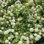 2 Snowball Bush Live Plants | Japanese Snowball Bush Live Plant for Outdoor Growing | 1–2 Feet Tall Bare Root Shrubs | Ideal for Garden Planting and Landscape Use