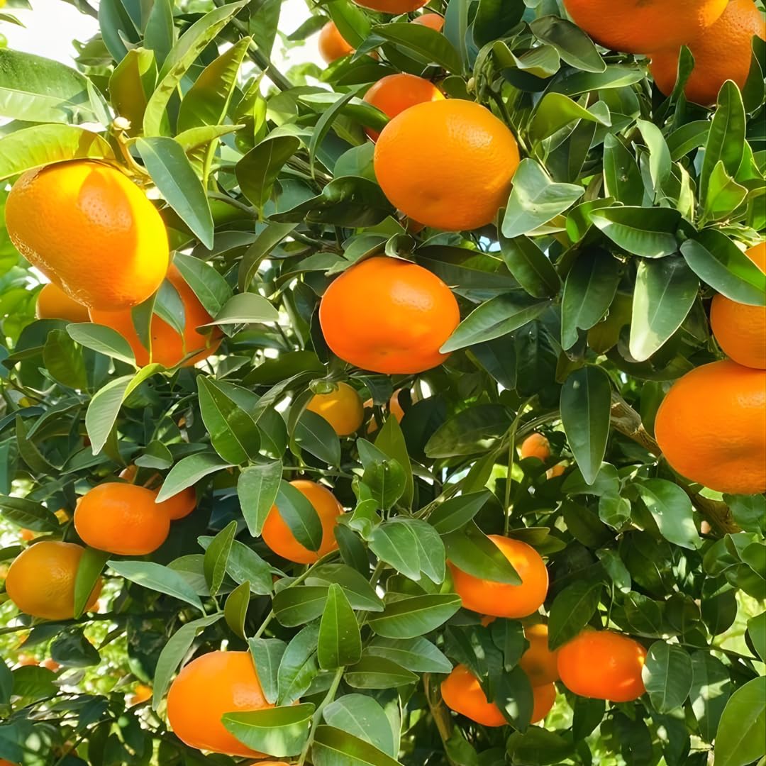 Blood Oranges Fresh | Orange Trees Live Plants | 2.5–3 Feet Live Potted Citrus Plant | Sweet Juicy Fruit Tree for Indoor & Outdoor Spaces | No Ship to CA,HI,AK