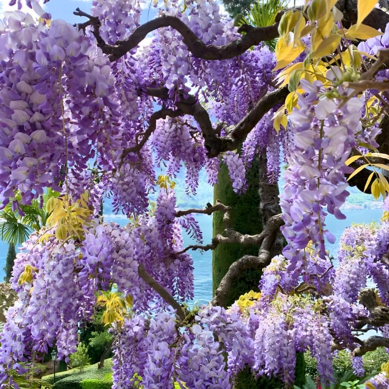5 Purple Wisteria Live Plant 12-24 Inch, Amethyst Wisteria with Purple Blooms, Fast-Growing Fragrant Flowering Vine, Perfect for Home Décor & Garden Entrances