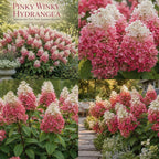 2 Pinky Winky Hydrangea Live Plants in Quart Pot, 6-12" Tall Hydrangea Bushes Ready to Plant, Grow Robust Floral Clusters for Hedges & Outdoor Landscapes