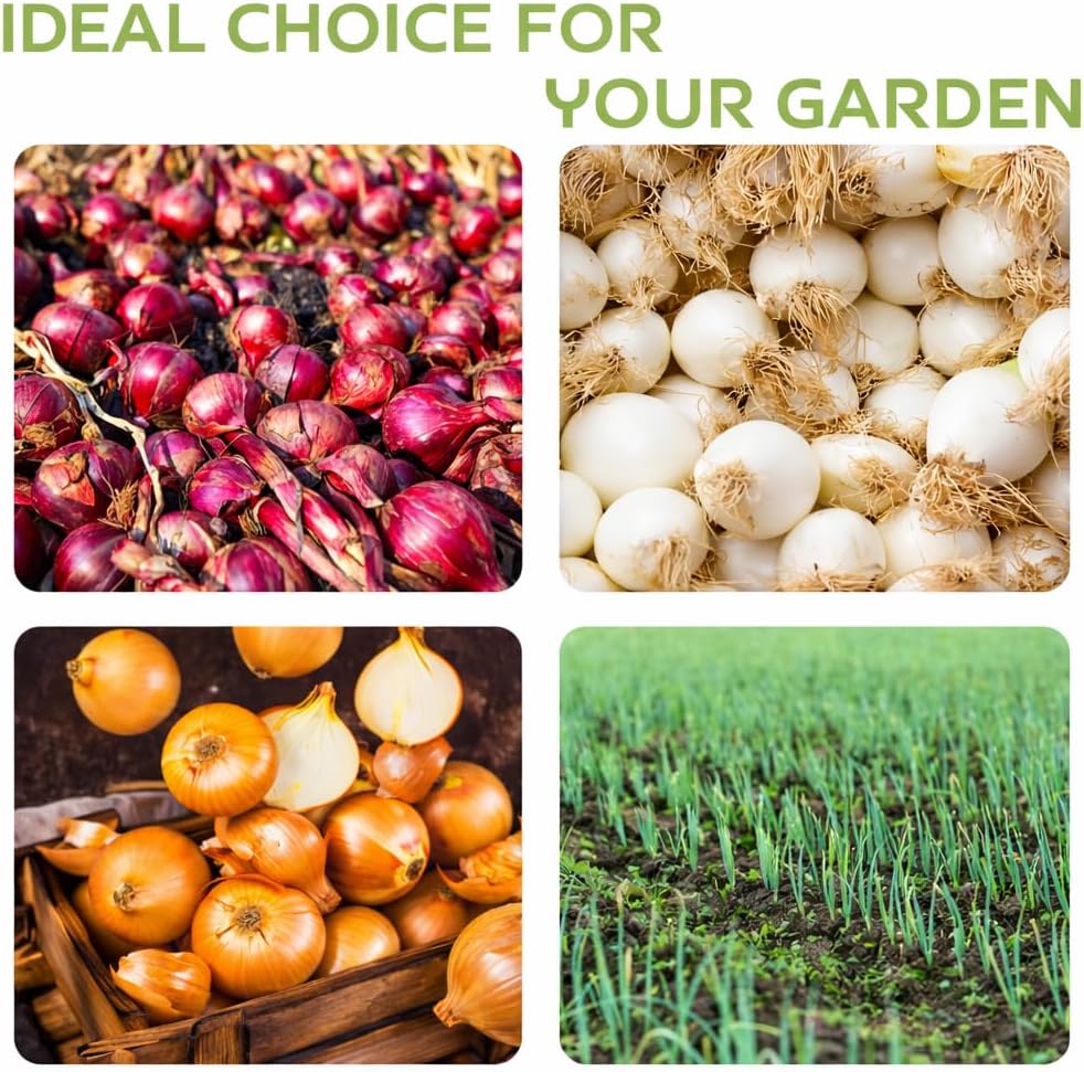 Mixed Onion Sets for Planting, 100 Counts, Heirloom Onion Bulbs, Non-GMO, Easy to Grow Vegetable for Garden and Cooking Use