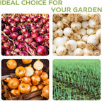 Mixed Onion Sets for Planting, 100 Counts, Heirloom Onion Bulbs, Non-GMO, Easy to Grow Vegetable for Garden and Cooking Use