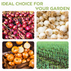 100 Red Onion Bulbs for Planting, Non-GMO, High Yield Onion Sets, Fast-Growing Vegetable Bulbs for Outdoor Gardens, Raised Beds & Containers