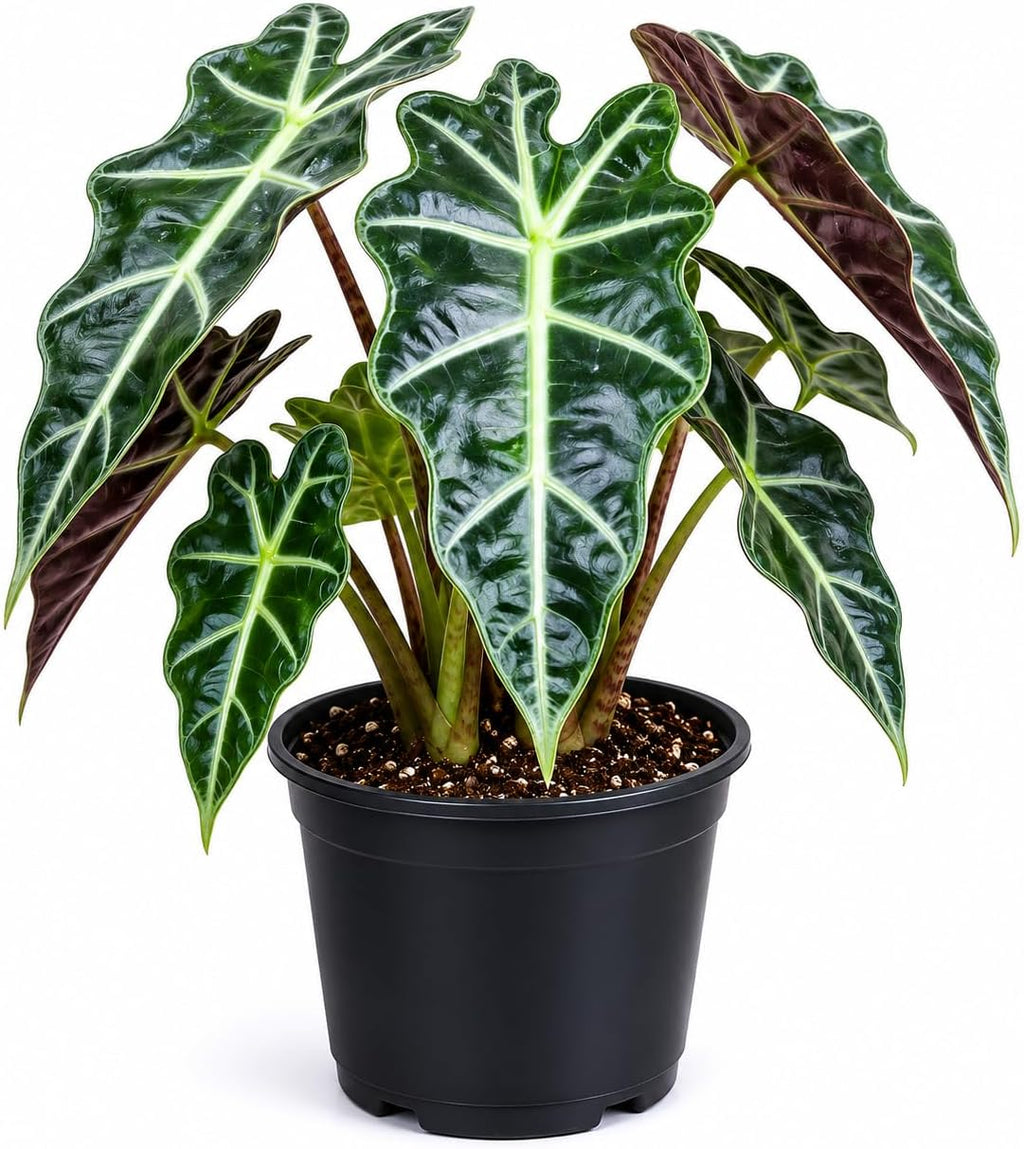 Alocasia Live Plant - African Mask, 4-Inch Pot Rare Alocasia Plant, Deep Green Foliage, Exotic Tropical Houseplant for Desk, Room Decor & Indoor Spaces