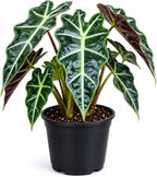 Alocasia Live Plant - African Mask, 4-Inch Pot Rare Alocasia Plant, Deep Green Foliage, Exotic Tropical Houseplant for Desk, Room Decor & Indoor Spaces