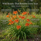 25 Wild Orange Daylily Live Roots, Hemerocallis Fulva, Vigorous Orange Flowering Perennial for Garden Borders