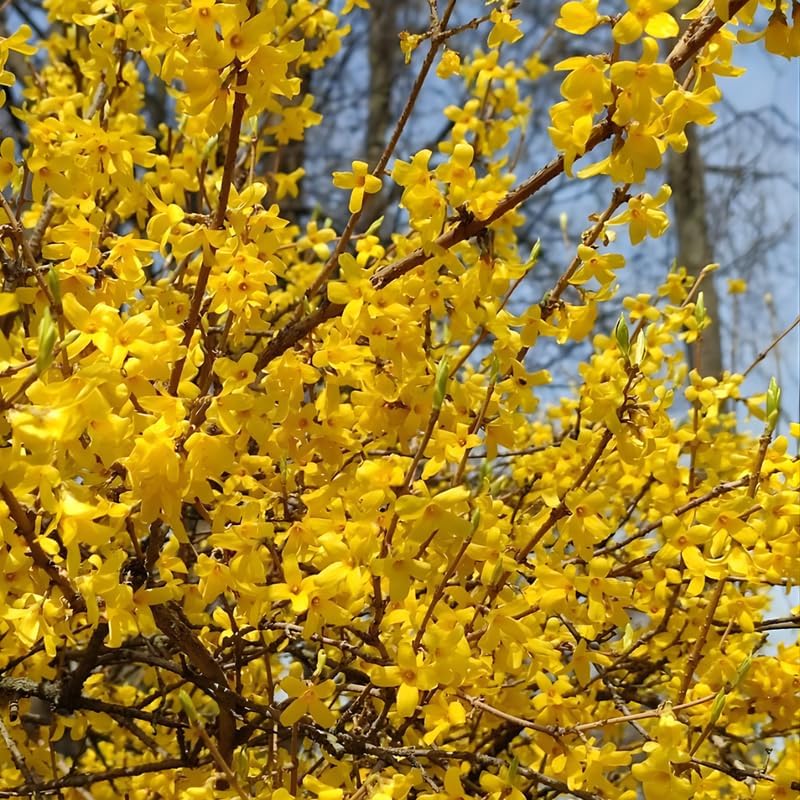 2 Forsythia Live Plants | Forsythia Bush Shrubs for Outdoor Planting | 1–2 Feet Tall Well-Established Plants | Ideal for Hedges, Borders, and Landscape Use