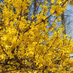 2 Forsythia Live Plants | Forsythia Bush Shrubs for Outdoor Planting | 1–2 Feet Tall Well-Established Plants | Ideal for Hedges, Borders, and Landscape Use