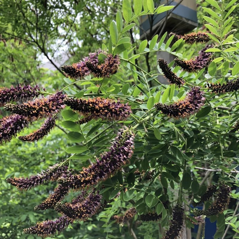 10 False Indigo Bush Live Plants | 1-2 Feet Tall Bare Root Seedlings | Amorpha Fruticosa Native Flowering Shrub | Purple Spiked Blooms for Landscapes and Rain Gardens