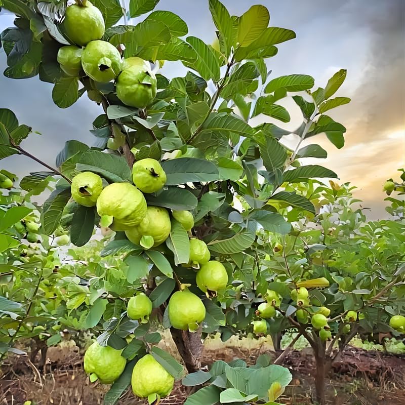 Ruby Guava Tree for Planting | Fresh Fruit 3 Ft Tall | Ideal Guava Tree Live Plant for Home Gardens & Patio Containers