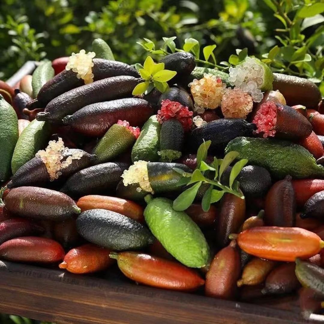 Red Finger Limes Tree Live Plant | 2.5–3 Ft Live Citrus Plant | Easy-to-Grow Citrus Tree for Home Gardens & Patios