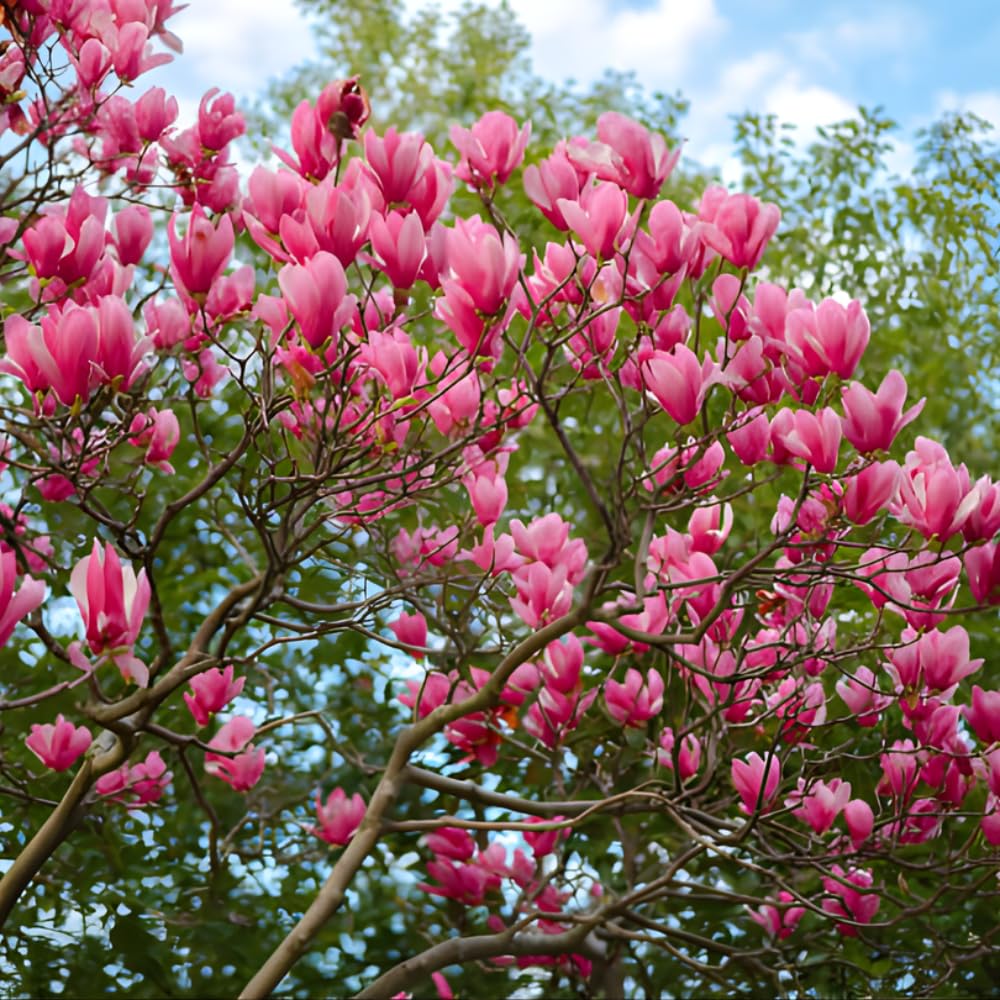 Ann Magnolia Tree Live, 12-18 Inch Tall in 2.5 Inch Pot, Low Maintenance Fragrant Multi-Petal Flowering Shrub for Small Yards and Focal Points