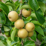 Hosui Asian Pear Tree Live Plant | 2.5–3 Ft Potted Plant| Sweet Juicy Fruit for Cooking Juicing & Home Gardening (No Ship to CA,HI,AK)