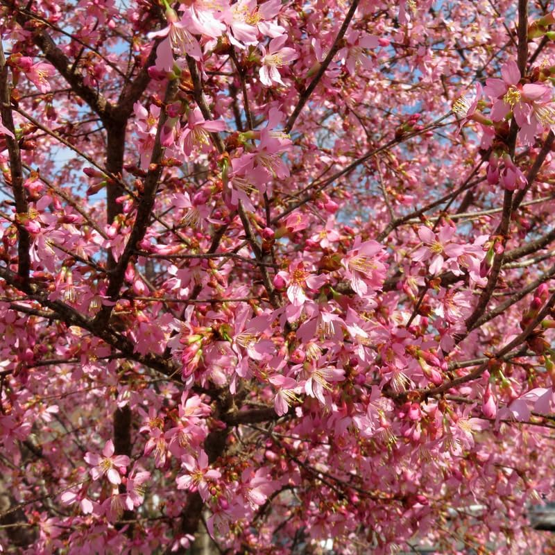 2 Okame Cherry Blossom Tree, 6-12 Inch Tall, Easy Care, Hardy Ornamental Flowering Cherry Tree, Ideal for Yard, Garden & Landscape