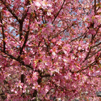 2 Okame Cherry Blossom Tree, 6-12 Inch Tall, Easy Care, Hardy Ornamental Flowering Cherry Tree, Ideal for Yard, Garden & Landscape