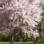 2 Autumnalis Cherry Live Bare Root Seedlings | 8-12" Rooted Cuttings | Cold-Hardy Prunus Subhirtella Flowering Trees & Well-Rooted