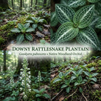 20 Downy Rattlesnake Plantain Root Systems Perennial, Vigorous Growth Habit with Showy White Flower Spikes for Home Landscapes