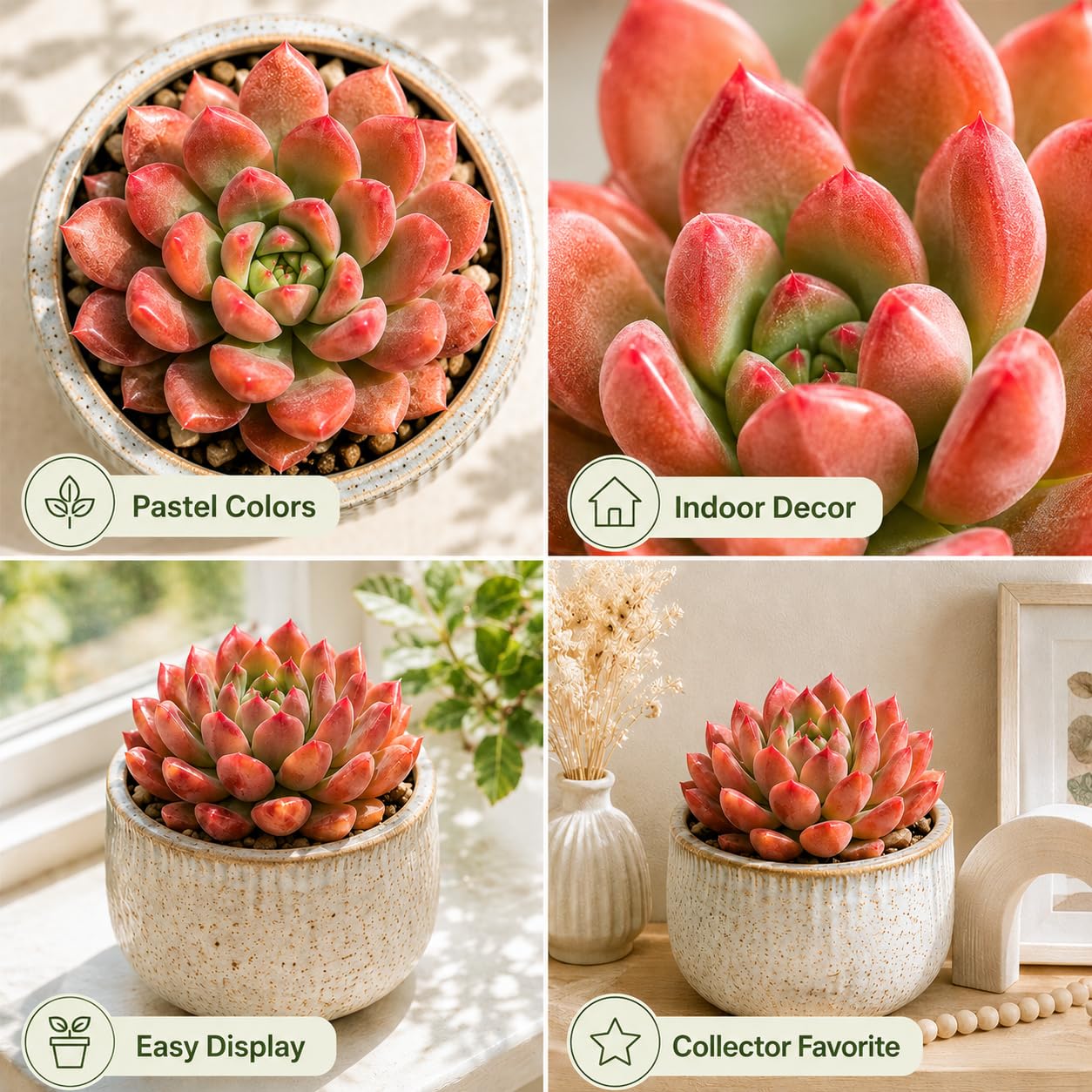 Live Succulent Echeveria Chroma, 2 Inch Pot Rare Succulent Plant Live, Easy Care, Beautiful Vibrant Color for Indoor Décor, Desk & Small Spaces