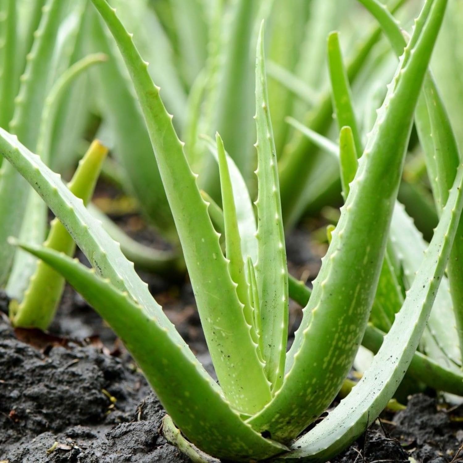 Live Aloe Vera Plant Succulent Trees | Aloe Vera Chinensis in Size 2 Pot | Suitable for Indoor or Outdoor Garden | Easy-Growing Aloe Vera Pen Plant Ideal for Home Décor