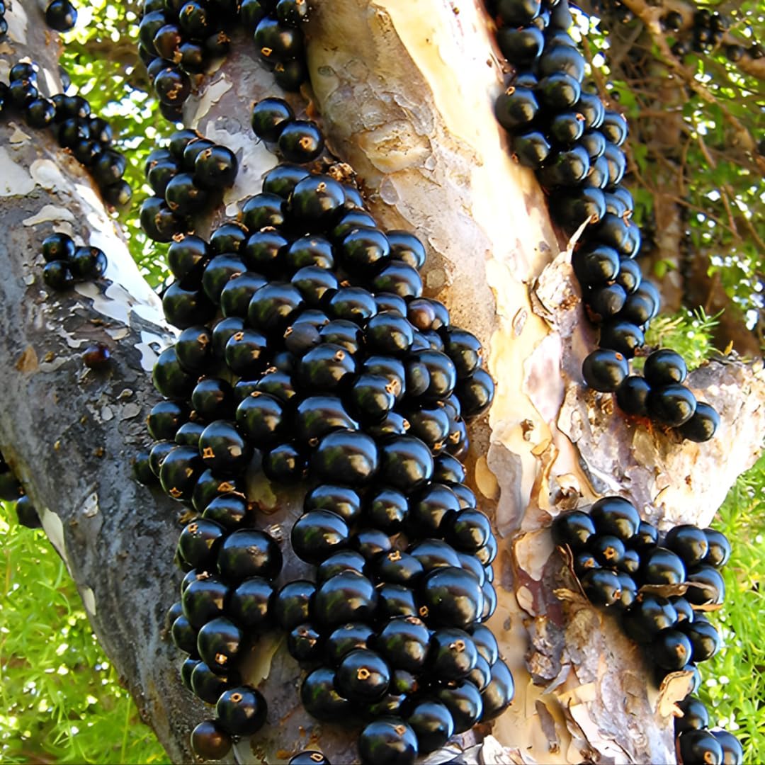 Jabuticaba Fruit Tree for Planting | Jaboticaba Live Tree | 2.5–3 Ft Potted Tropical Fruit Tree | Sweet Edible Berries for Home Gardens Patios & Containers | No Ship to CA,HI,AK