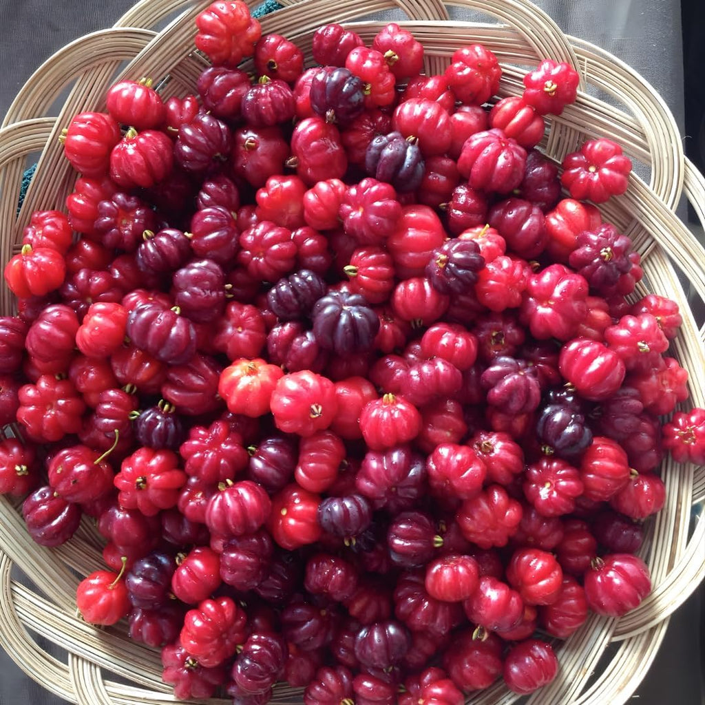 Surinam Cherry Tree Live Plant | 2.5–3 Ft Cherry Tree | Small Tropical Fruit Tree for Home Gardens & Outdoor Growing | No Ship to CA,HI,AK