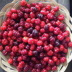 Surinam Cherry Tree Live Plant | 2.5–3 Ft Cherry Tree | Small Tropical Fruit Tree for Home Gardens & Outdoor Growing | No Ship to CA,HI,AK