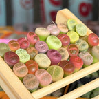 Mix Lithops Succulent Plants Live | 10 Pcs Lithops Live Plants | Bare Root Without Pot & Soil, Indoor Office Desk Decoration, Friend Plant Lovers Gifts