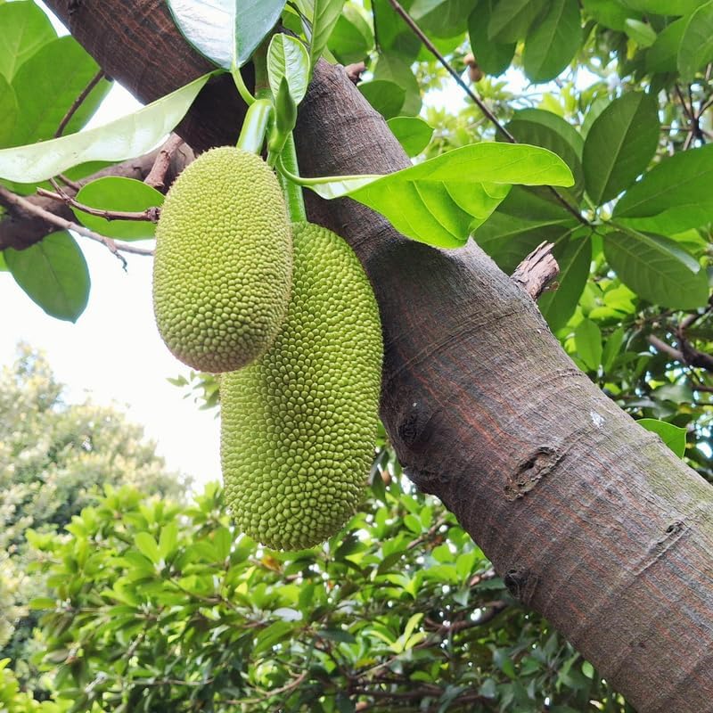 (No Ship to CA,HI,AK) Jackfruit Tree Live Plant, 3 Gallon Pot, 3 Feet Tall, Potted Tropical Fruit Tree Starter for Backyard and Large Containers