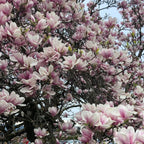 2 Ann Magnolia Tree, 12-18 Inch Tall in 2.5 Inch Pot, Vigorous Spring Bloomer for Sunny Backyard Landscapes, Fragrant Flower Tree