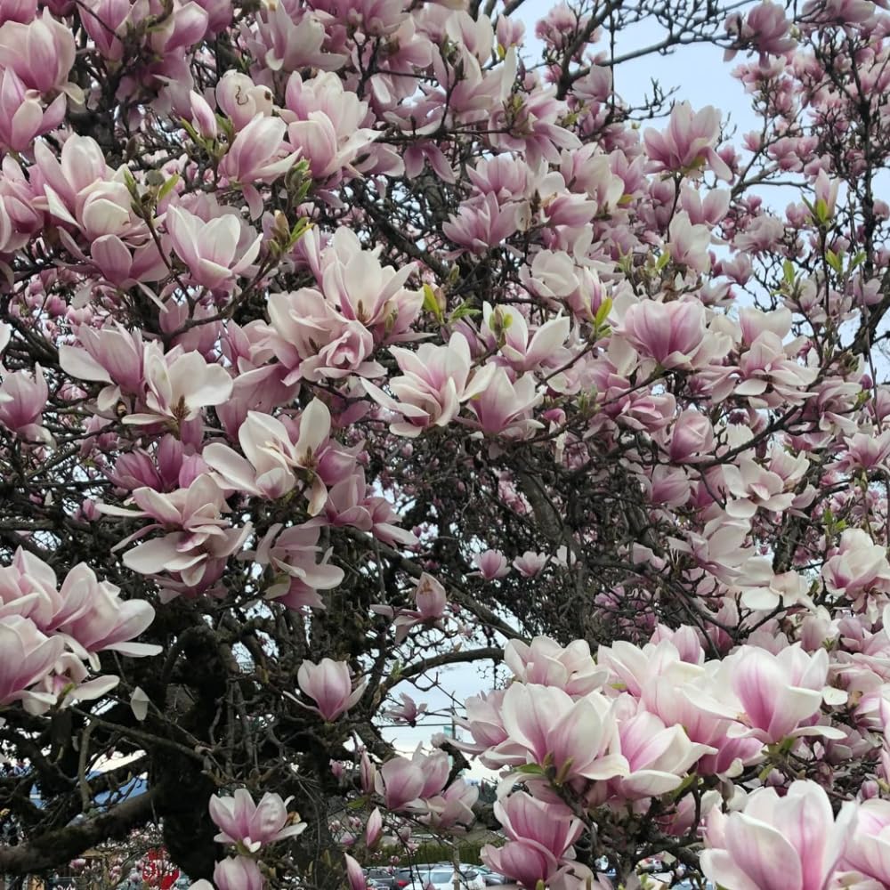 2 Ann Magnolia Tree, 12-18 Inch Tall in 2.5 Inch Pot, Vigorous Spring Bloomer for Sunny Backyard Landscapes, Fragrant Flower Tree