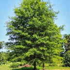 6 Willow Oak Tree Live Plant, Oak Trees Live for Planting 12–18 Inch Tall, Hardy Shade Trees for Gardens, Parks and Property Planting