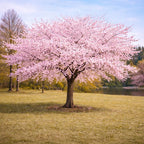 Akebono Cherry Tree Live Plant, 6-12 Inch Tall Starter Plant, Japanese Cherry Blossom Tree, Easy Care Flowering Tree for Planting Outdoors