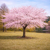 Akebono Cherry Tree Live Plant, 6-12 Inch Tall Starter Plant, Japanese Cherry Blossom Tree, Easy Care Flowering Tree for Planting Outdoors