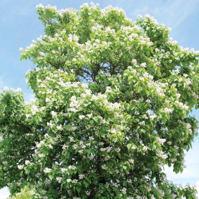 5 Catalpa Tree Live Plants – Fast-Growing Outdoor Trees with Heart-Shaped Leaves | 6–12 Inch Hardy Saplings | Fragrant White Flowers
