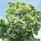 5 Catalpa Tree Live Plants – Fast-Growing Outdoor Trees with Heart-Shaped Leaves | 6–12 Inch Hardy Saplings | Fragrant White Flowers
