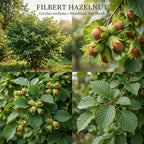 Hazelnut Tree, 6-10" Tall Plant, Cold-Hardy Shrub for Sweet Autumn Harvests - Sturdy Growth for Privacy Screens
