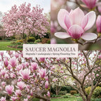Ann Magnolia Tree, 12-18 Inch Tall in 1 Gallon Pot, Deep Pink Flowering Deciduous Shrub for Backyard and Garden Rows