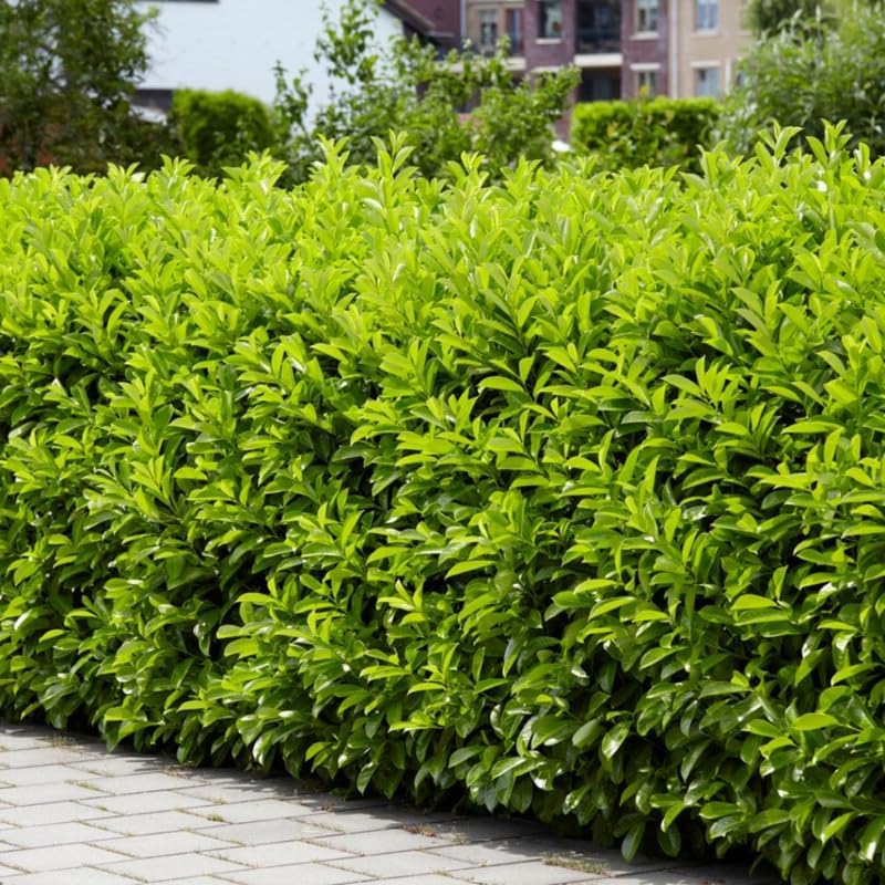 2 Cherry Laurel Hedge Plants 6–12 Inch Tall | Live Green Shrubs for Privacy Screens | Hardy Fast-Growing Hedge Starter Plants