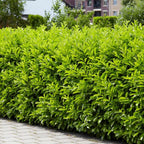 2 Cherry Laurel Hedge Plants 6–12 Inch Tall | Live Green Shrubs for Privacy Screens | Hardy Fast-Growing Hedge Starter Plants