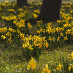 50 Wild Daffodil Bulbs, Lent Lily, Yellow Spring Flowering Perennial for Garden Borders, Cold-Hardy Narcissus for Early Spring Blooms
