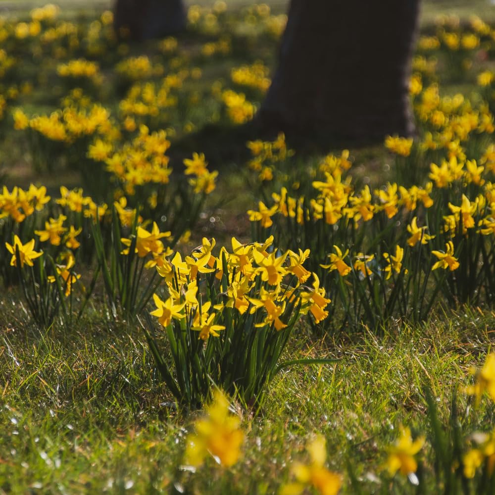 50 Wild Daffodil Bulbs, Lent Lily, Yellow Spring Flowering Perennial for Garden Borders, Cold-Hardy Narcissus for Early Spring Blooms